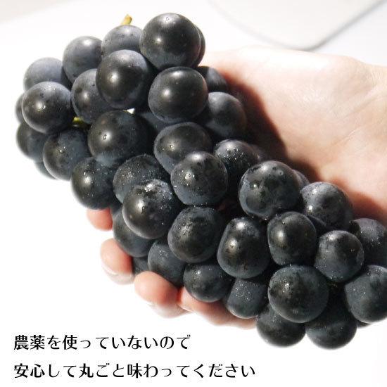 冷蔵）青森県産ぶどう「キャンベル」農薬・化学肥料不使用約2kg（5〜7