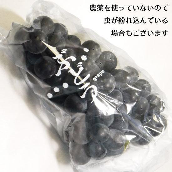 冷蔵）青森県産ぶどう「キャンベル」農薬・化学肥料不使用約2kg（5〜7