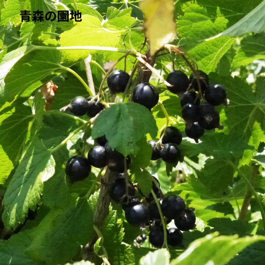 冷凍）青森県産カシス冷凍果実(特別栽培) サイズ混合約2kg : ハイ