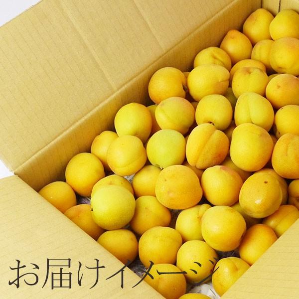 冷蔵）青森の色梅（完熟梅）[豊後梅ぶんごうめ]2L〜3Lサイズ混合