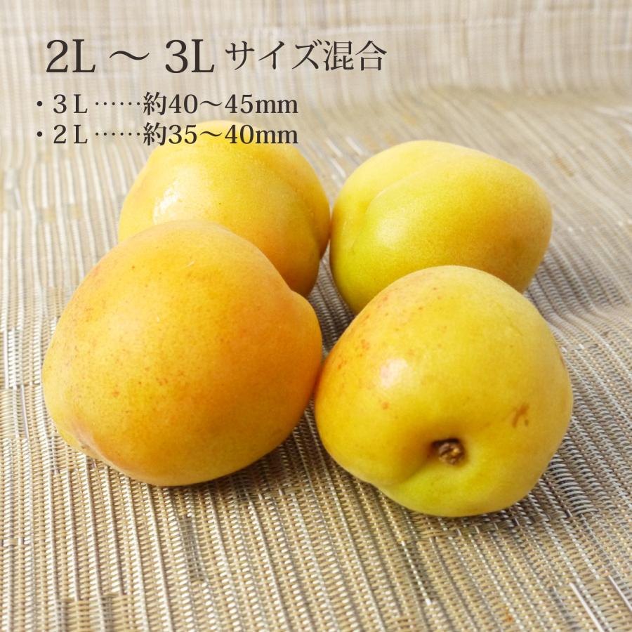 食品 7/9収穫 産地直送 完熟豊後梅7キロ 詰め合わせ 箱詰め