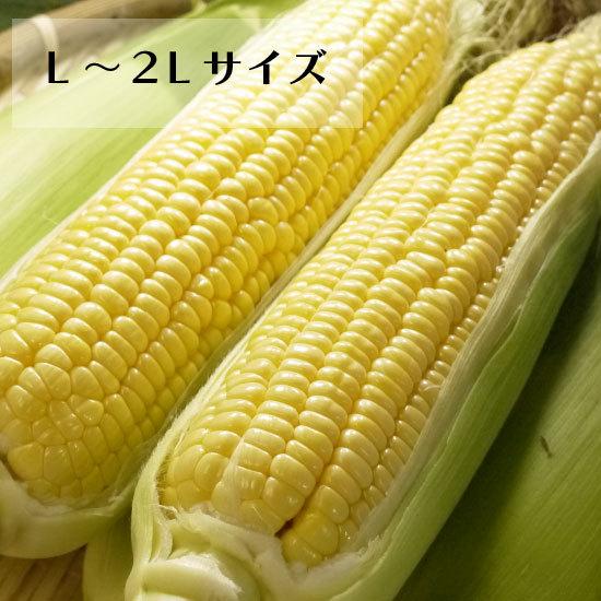冷蔵）青森県産 嶽きみ（とうもろこし）L〜2Lサイズ10本[みはる農園