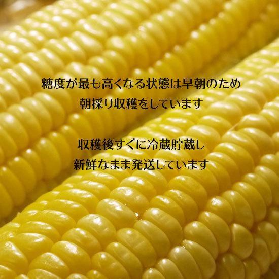 冷蔵）青森県産 嶽きみ（とうもろこし）L〜2Lサイズ20本[みはる農園