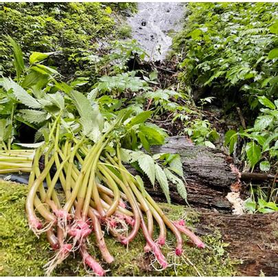 冷蔵）青森の天然山菜「赤みず」（ミズ・ウワバミソウ）約1kg[佐々木 