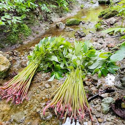 冷蔵）青森の天然山菜「赤みず」（ミズ・ウワバミソウ）約1kg[佐々木 