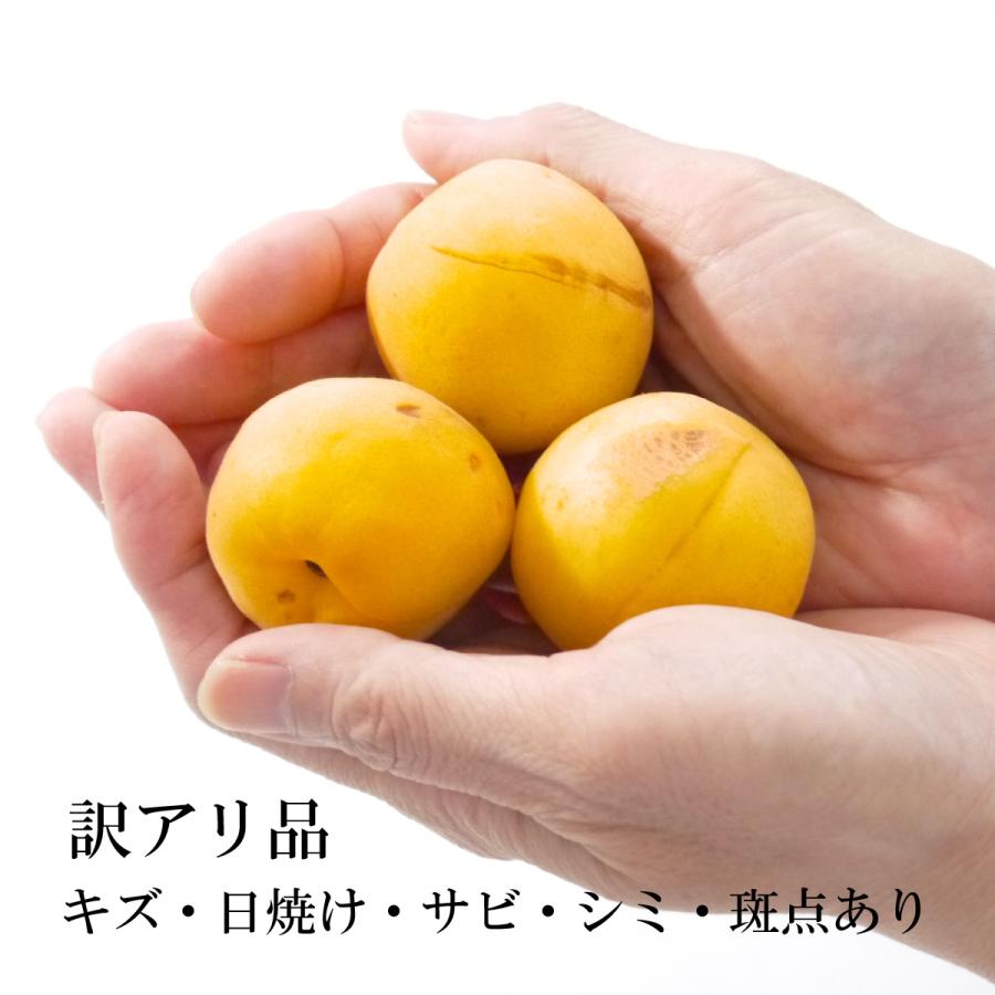 冷蔵）青森の色梅（完熟梅）訳あり（キズ・日焼け・サビ・シミ・斑点 