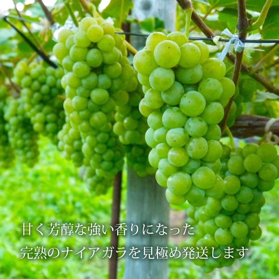 冷蔵）青森県産ぶどう「ナイアガラ」農薬・化学肥料不使用約2kg（5〜房
