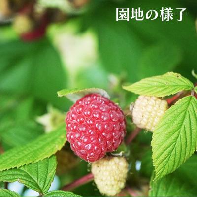 冷凍）[農薬不使用]ラズベリー果実約1kg国産 冷凍フルーツ 岩手県産