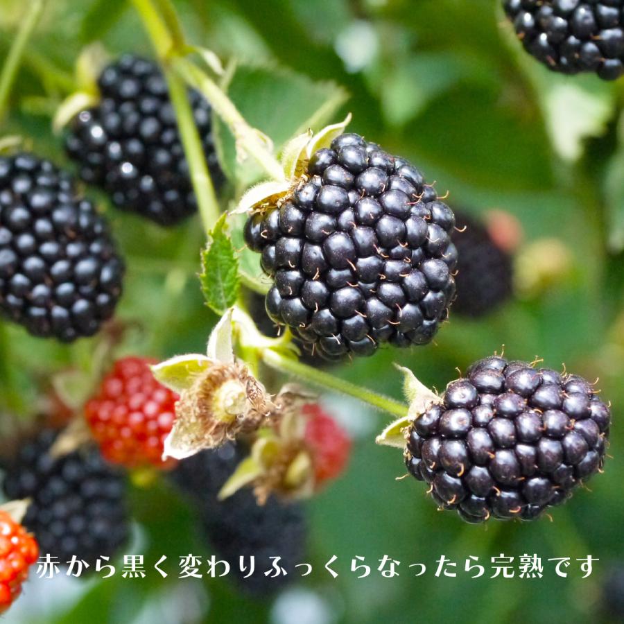冷凍）青森県産農薬・化学肥料不使用ブラックベリー果実（トリプル