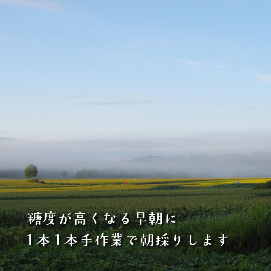 冷蔵）青森とうもろこし嶽きみ（だけきみ）M〜Lサイズ混合10本 : ハイ
