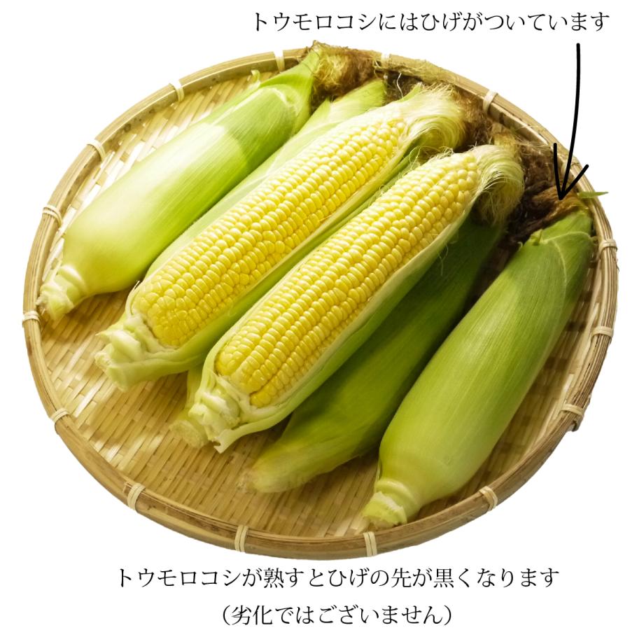 新鮮トウモロコシ だけキミ 嶽きみ とうもろこし 送料無料 青森県が誇るブランド 極みの