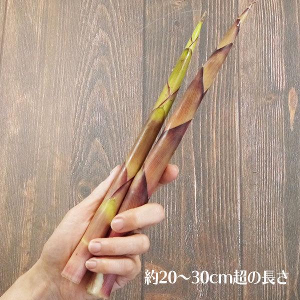（冷蔵）青森の天然山菜「根曲がり竹」（細竹・チシマザサ）約3kg[佐々木さん]※５月中旬以降採取でき次第の発送ですの画像