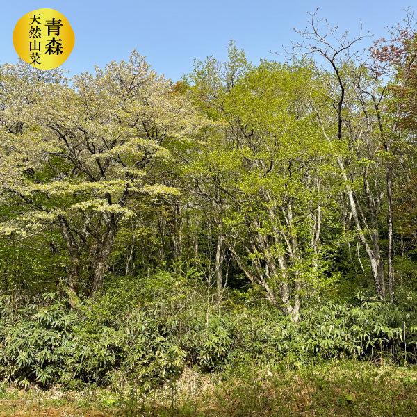 （冷蔵）青森の天然山菜「根曲がり竹」（細竹・チシマザサ）約3kg[佐々木さん]※５月中旬以降採取でき次第の発送ですの画像