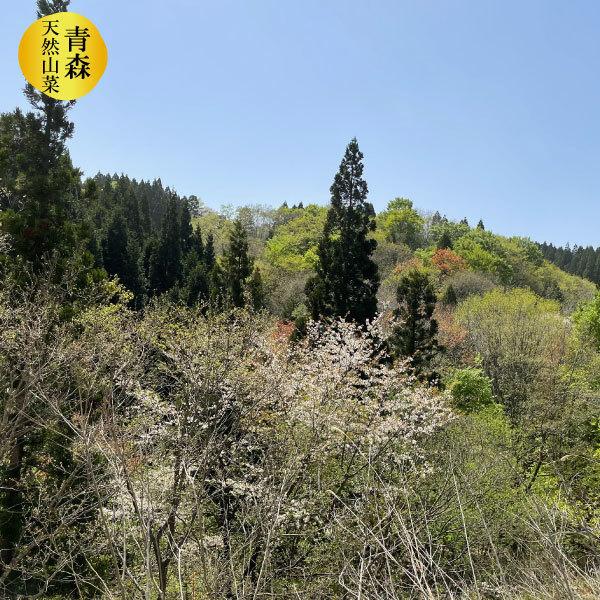 （冷蔵）青森の天然山菜「根曲がり竹」（細竹・チシマザサ）約3kg[佐々木さん]※５月中旬以降採取でき次第の発送ですの画像