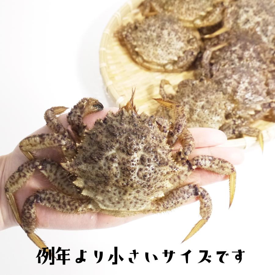 冷蔵）トゲクリガニ[メス]約1kg（5〜8ハイ）[青森むつ湾産]桜蟹 栗蟹