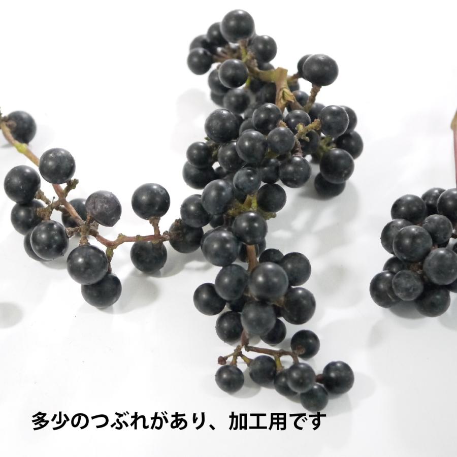 冷蔵）岩手県産山ぶどう【在来系】 加工用約10kg 山葡萄 : ハイネット