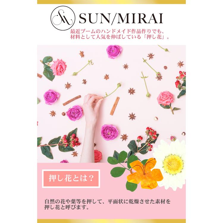 Sale 62 Off 押し花キット つみたて花パック 白色系ローダンセ バルビネラ ラクスパ Ph538 Riosmauricio Com