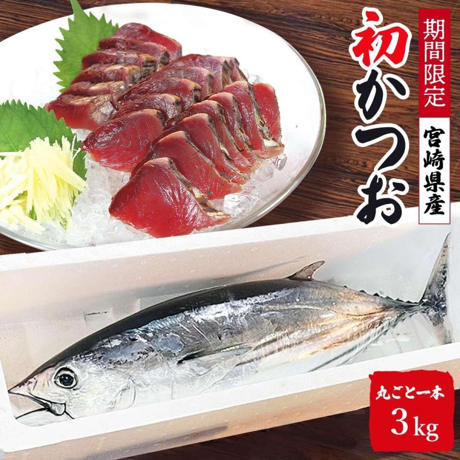 初ガツオ 宮崎県産 一本釣り 初かつお 初ガツオ 1尾 約3kg セミドレス 初鰹 天然