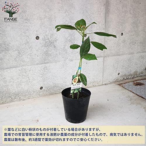 参考にお買い物 アボカド ピンカートン 接木2年生苗木 7寸大苗 果樹 接木苗 7号ポット苗 品種 ピンカートン 1本売り 学名 Persea Americana ク S 2212 ひらめき屋 通販 Yahoo ショッピング 割引直売 Clinicaaldente Es