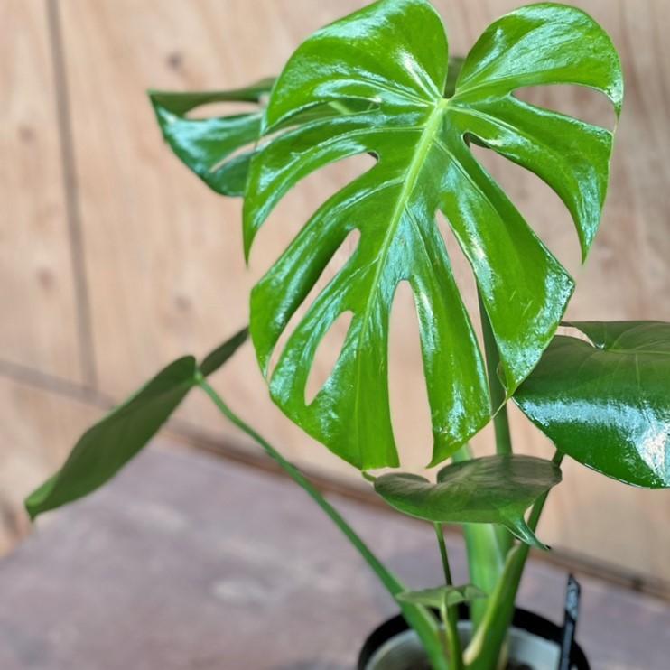 モンステラ デリシオサ／Monstera deliciosa 4号 : 平田ナーセリー
