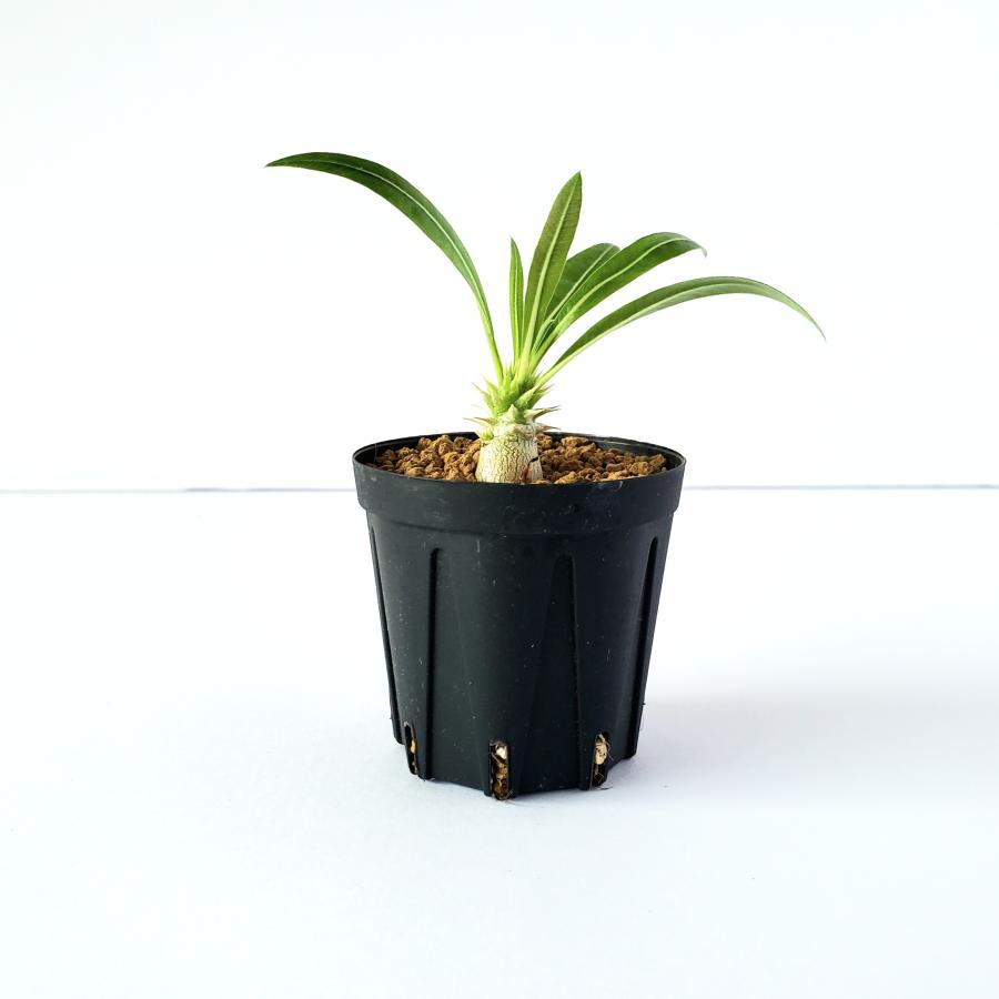 パキポディウム ロスツラム ホロンベンセ／Pachypodium horombense 2号