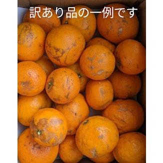 なつみオレンジ　訳あり 10kg｜hiratake-nouen｜14