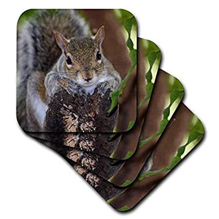 経典ブランド Animal Squirrel cst_178591_1 3dRose - (set-of-4-Soft) on Out-So Hanging Log コースター