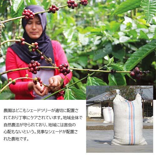 コーヒー豆(スマトラ マンデリン ブルーアチェ 100g)(中深煎り)(シングルオリジン)自家焙煎 スペシャルティ｜hirocoffee-shop｜07