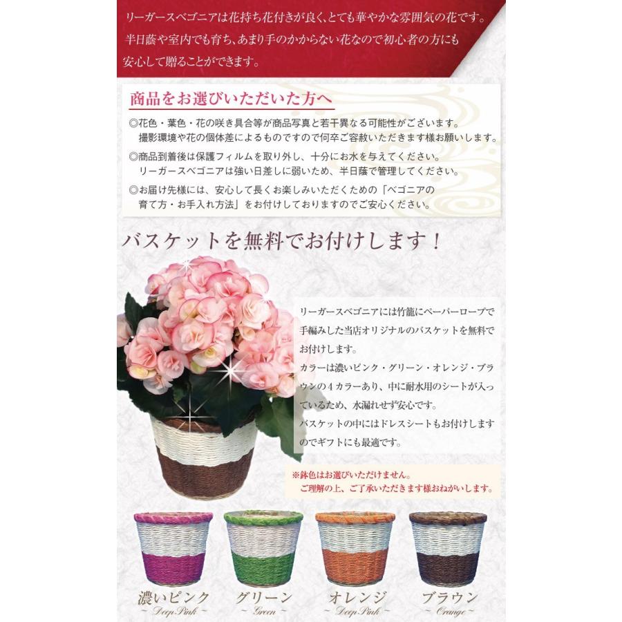 敬老の日ギフト ベゴニア リーガースベゴニア 5号鉢 選べる8品種 バスケット付き 鉢植え 花鉢 Eb001 ひろはな 通販 Yahoo ショッピング