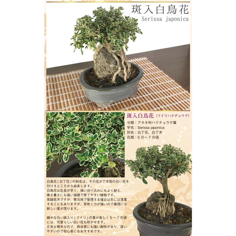 敬老の日ギフト 盆栽 斑入白鳥花 紅鳥花 八つ房下野 小品盆栽 Ft017 ひろはな 通販 Yahoo ショッピング
