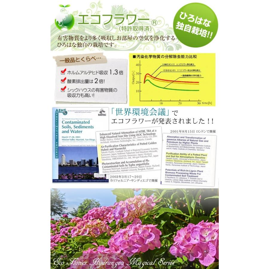 あじさい 花色おまかせ秋色 紫陽花 5号鉢 生産農家直送 マジカル系品種 マジカルレボリューション マジカルアメジスト マジカルグリーンファイヤからおまかせ Hm001 ひろはな 通販 Yahoo ショッピング