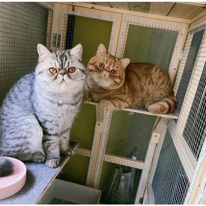 ペットハウス ペット用品 室内用 屋内用 ドッグハウス キャットハウス木製 パイン材 猫用 ベッド 可愛いLQMT-181 