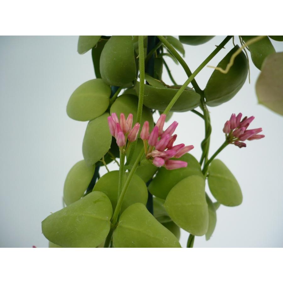 不思議な植物 ディスキディア インプリカータ ４号 吊り手付き Helarahas Com