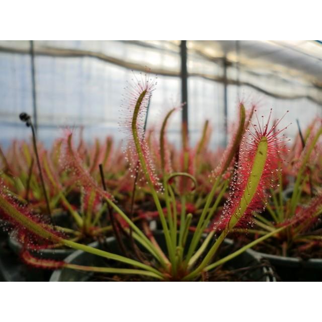 山野草 食虫植物 ドロセラ アフリカナガバモウセンゴケ 丸鉢付き 激安 超特価 Capensis 2号 D