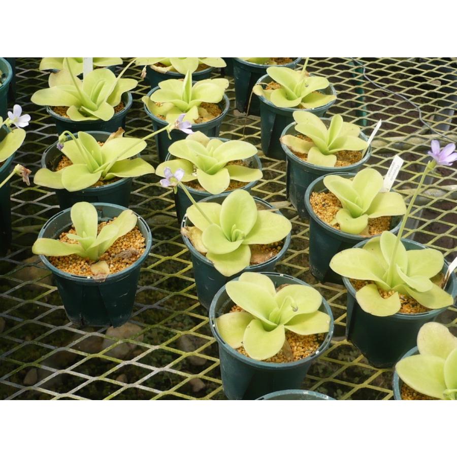 巨大食虫植物ムシトリスミレ　ギガンティア 大株鉢サイズ18センチ鉢ごとお譲りです 巨大食虫植物ムシトリスミレ ギガンティア 大株鉢サイズ18センチ鉢ごと