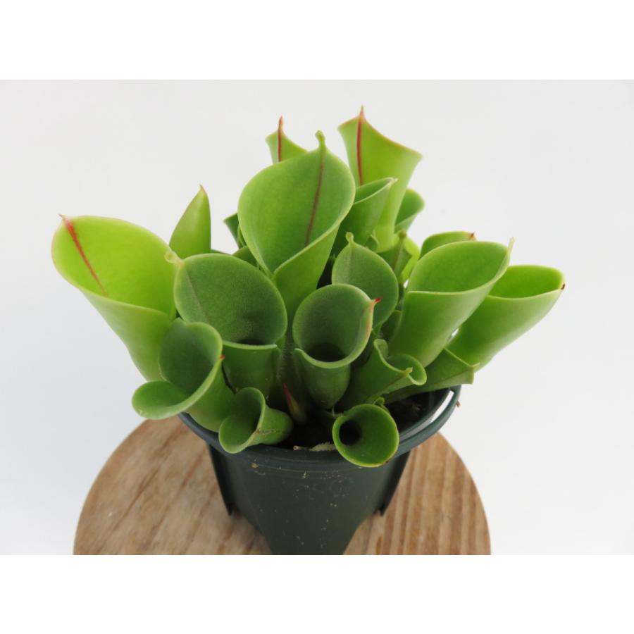 Heliamphora minor 2.5号 ヘリアンフォラ【食虫植物・在庫限定