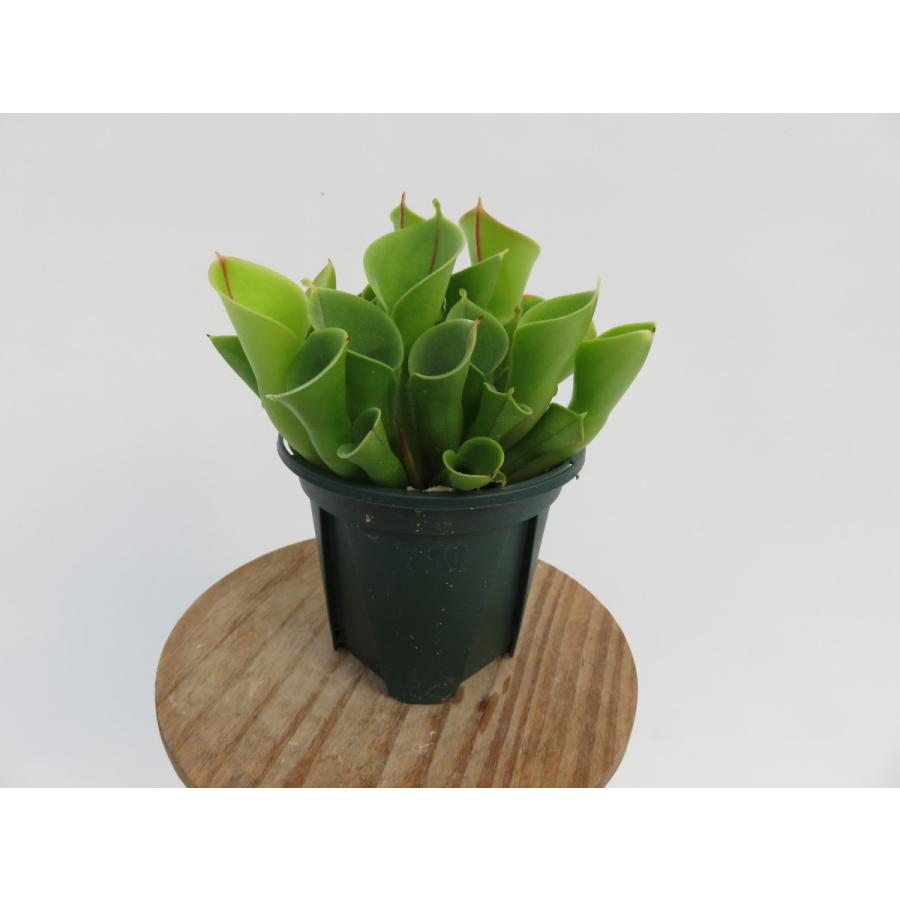 Heliamphora minor 2.5号 ヘリアンフォラ【食虫植物・在庫限定