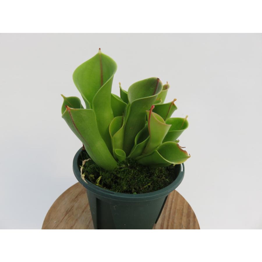 Heliamphora minor 2.5号 ヘリアンフォラ【食虫植物・在庫限定
