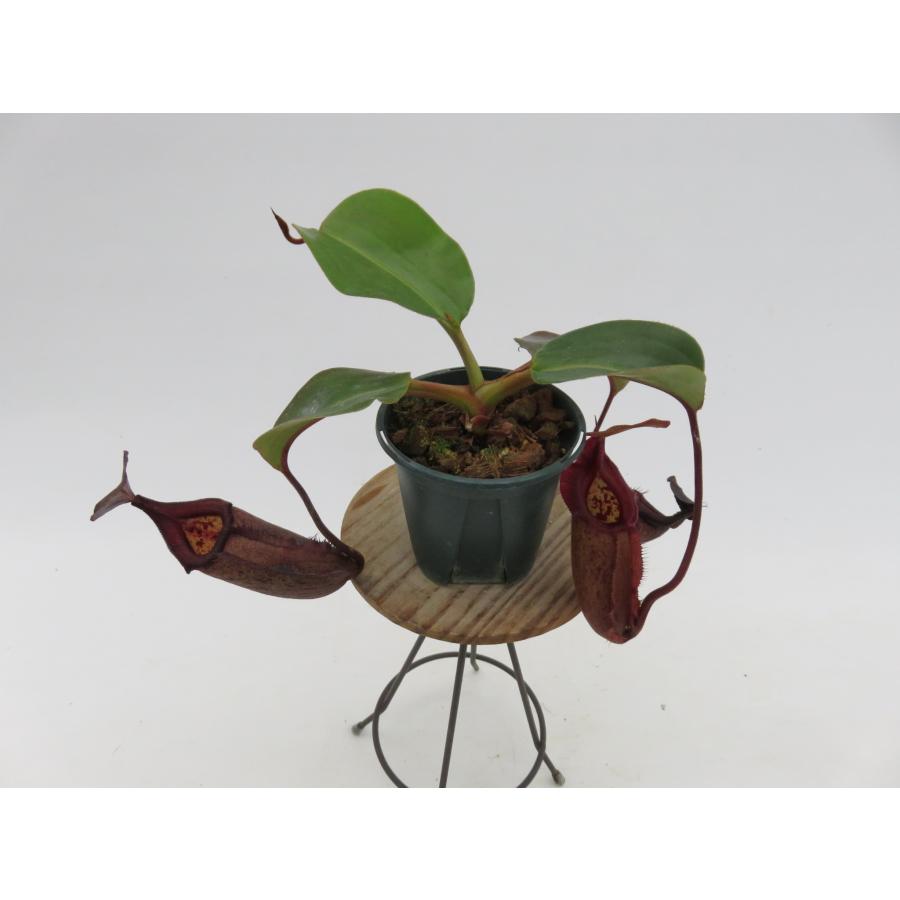 正規品 N.rajah × robcantleyi BE-4019-S-AU 3号【現品限り】ネペンテス 食虫植物_13258 【G3233815415】(16500円)