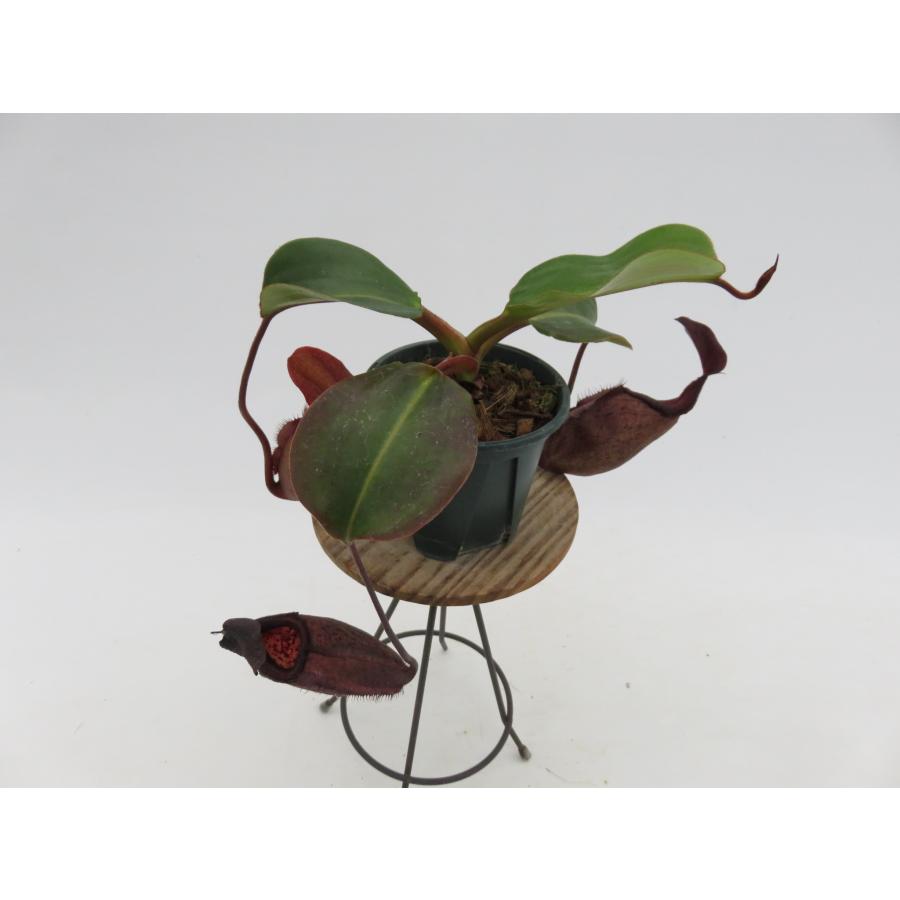 正規品 N.rajah × robcantleyi BE-4019-S-AU 3号【現品限り】ネペンテス 食虫植物_13258 【G3233815415】(16500円)