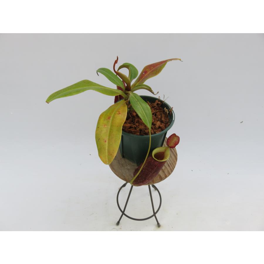 N.xHookeriana Red 大型　Yamamoto3.5号【現品限り】ネペンテス 食虫植物_14027 xHookeriana Red 大型　Yamamoto3 5号 現品限り ネペンテス 食虫植物_14027