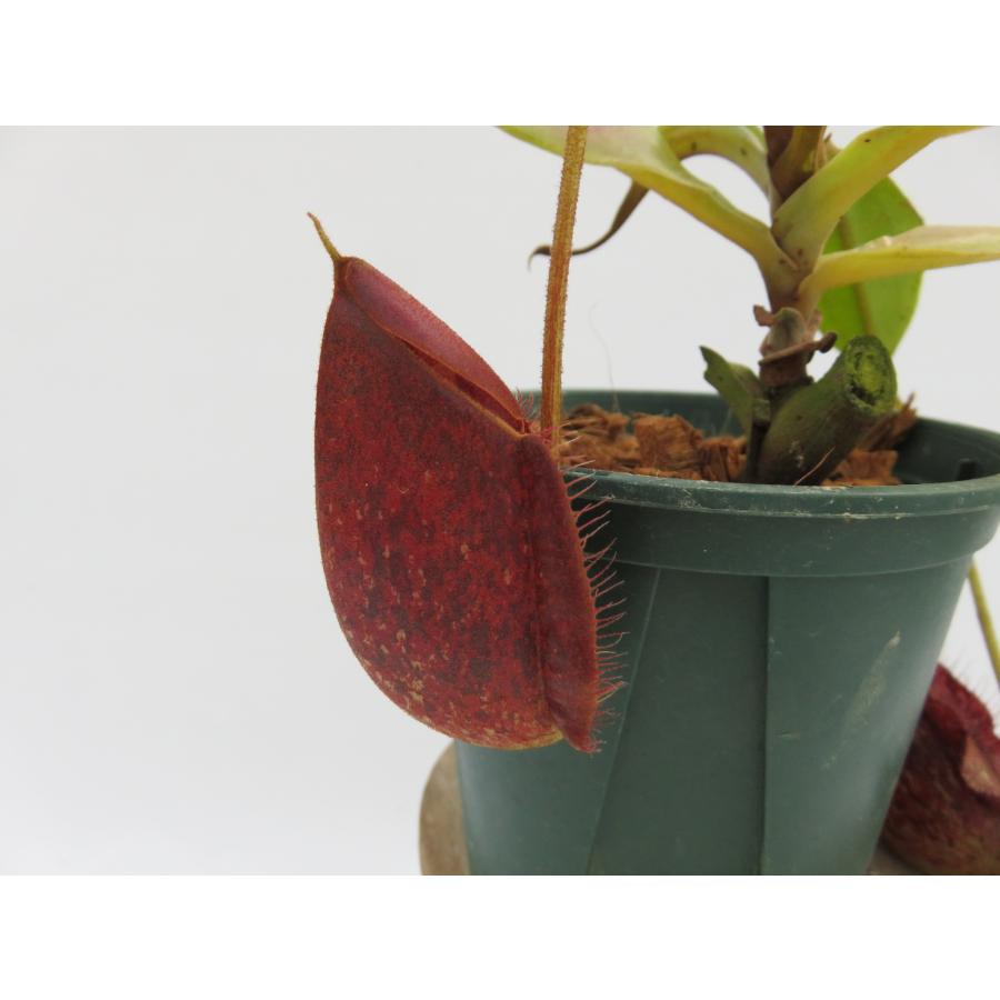 N.xHookeriana Red 大型　Yamamoto3.5号【現品限り】ネペンテス 食虫植物_14027 xHookeriana Red 大型　Yamamoto3 5号 現品限り ネペンテス 食虫植物_14027