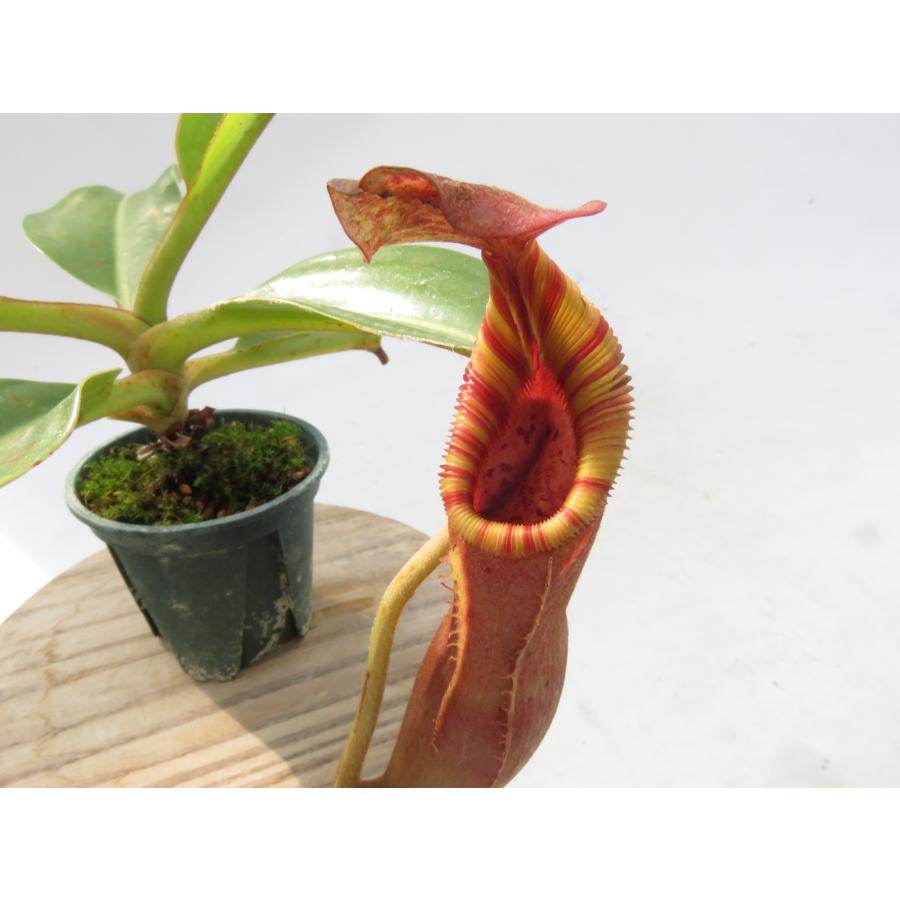 【最新★オリジナル実生】N.[glandulifera × (eyme veitchii)]× N.edwradsiana kキナバル’T ...