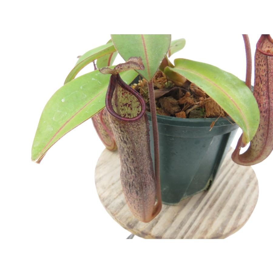 N.ramispina × vogelii BE-3957 3号【現品限り】ネペンテス 食虫植物_18892 : Hiro s Pitcher ...