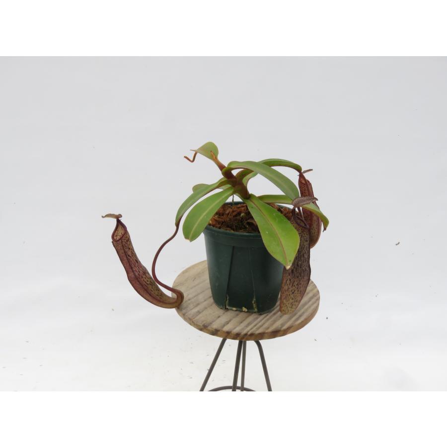 N.ramispina × vogelii BE-3957 3号【現品限り】ネペンテス 食虫植物_18892 : Hiro s Pitcher ...