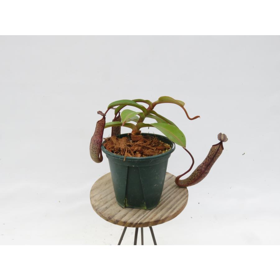 N.ramispina × vogelii BE-3957 3号【現品限り】ネペンテス 食虫植物_18892 : Hiro s Pitcher ...