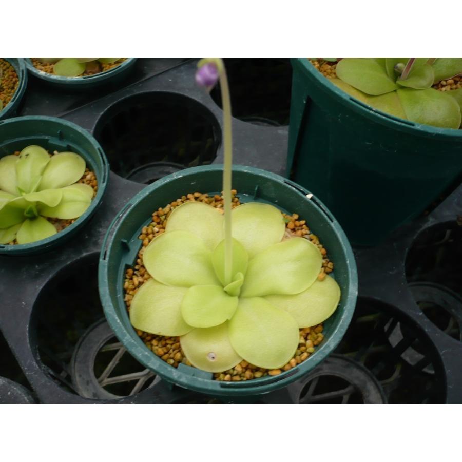 食虫植物 ムシトリスミレ ピンギキュラ P. gigantea cyclosecta 商店 鉢カバー付き 世界有名な 2.5号 ×