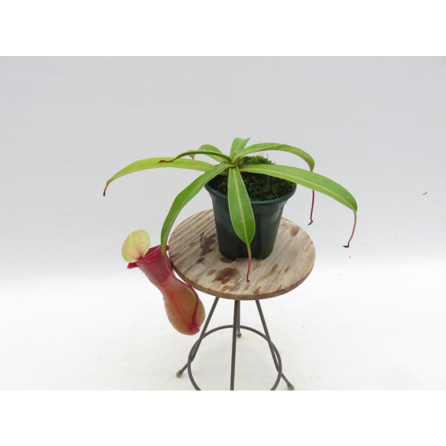 N.ventricosa Quezon,Luzon YFK2 オス 2.5号【現品限り】ネペンテス 食
