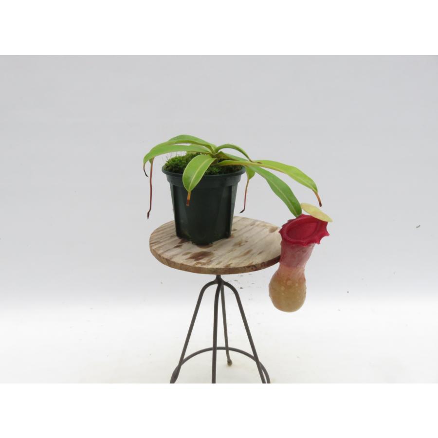 N.ventricosa Quezon,Luzon YFK2 オス 2.5号【現品限り】ネペンテス 食