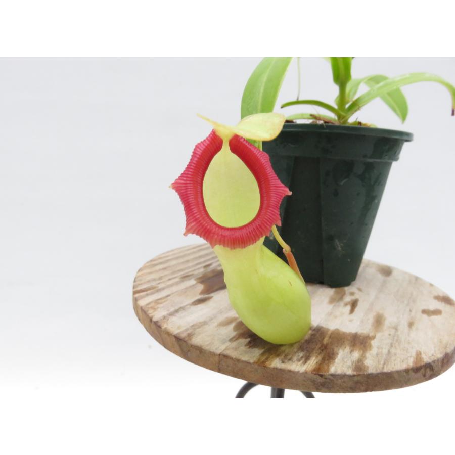 Amazon.co.jp: N.ventricosa Quezon,Luzon 201902 YFK2 3号現品限り